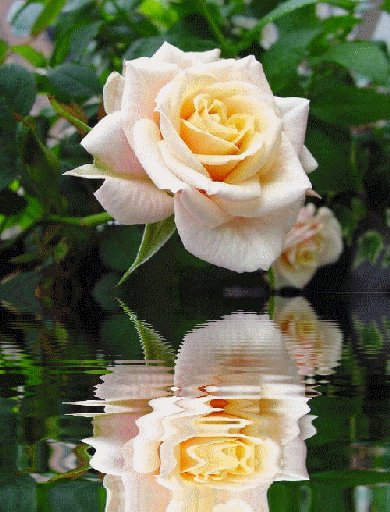 Анимированная открытка Розы анимация цветы