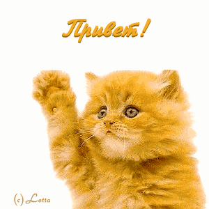 Анимированная открытка Привет! кот привет