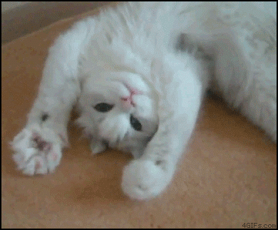 Анимированная открытка Кошка анимированные GIF-кот