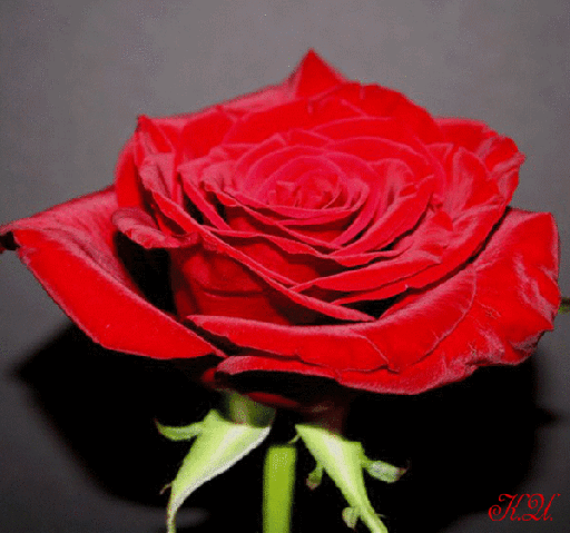 Анимированная открытка розы анимация