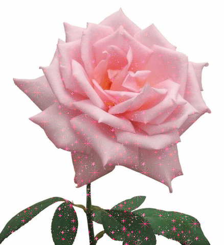 Анимированная открытка РОЗА анимированные цветы