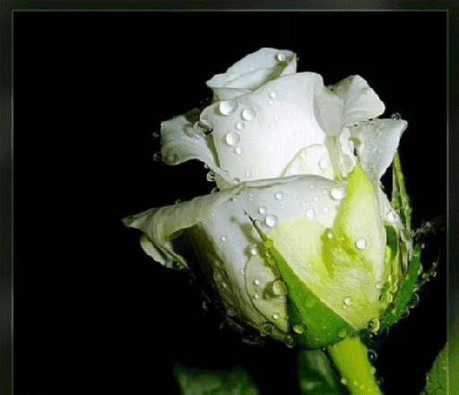 Анимированная открытка Роза белые розы