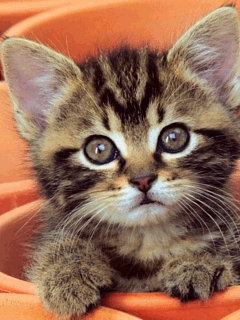 Анимированная открытка Котёнок котенок по имени гав