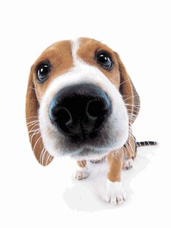 Анимированная открытка Нюхающий щенок заставки на телефон