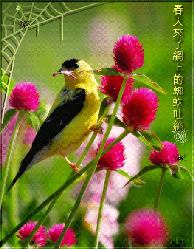 Анимированная открытка Птица добрый день с passaros