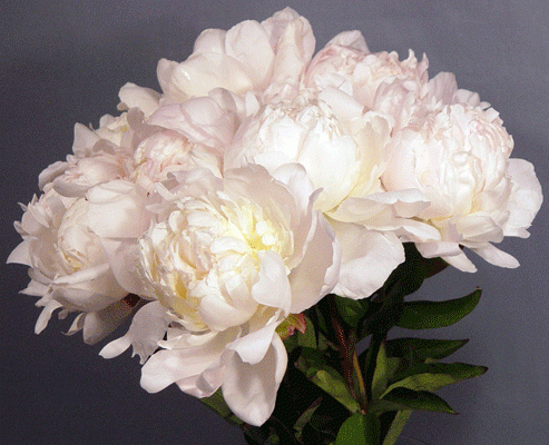 Открытка Цветы румяна розовые пионы