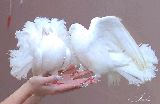 Анимированная открытка Любовь свадебные голуби