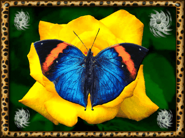 Анимированная открытка Роза и бабочка бабочки анимация