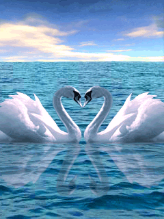 Анимированная открытка Два лебедя лебеди любовь