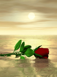 Анимированная открытка Красная роза на воде