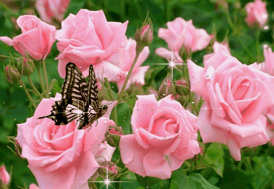 Анимированная открытка Розовые розы с бабочкой