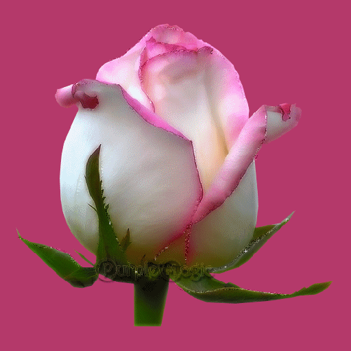 Анимированная открытка Белая роза с розовыми краями