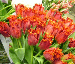 Открытка Красные тюльпаны