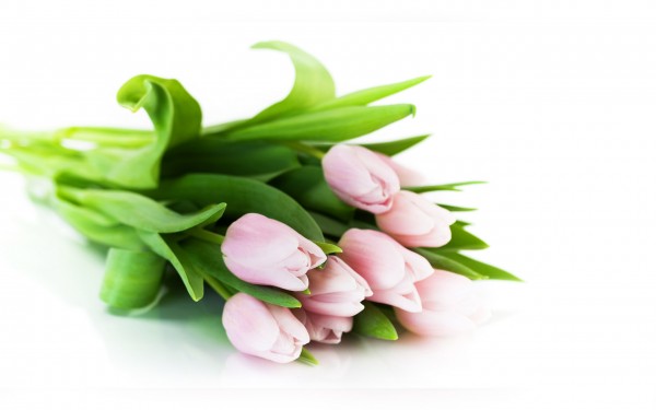 Открытка Тюльпаны 8 марта тюльпаны розовые