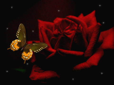 Анимированная открытка Бабочка Роза роза гиф