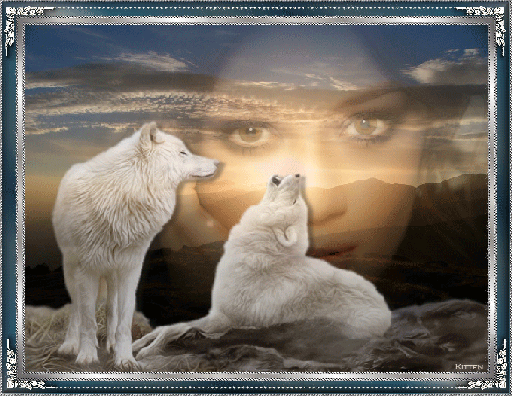 Анимированная открытка Волки одинокий белый волк
