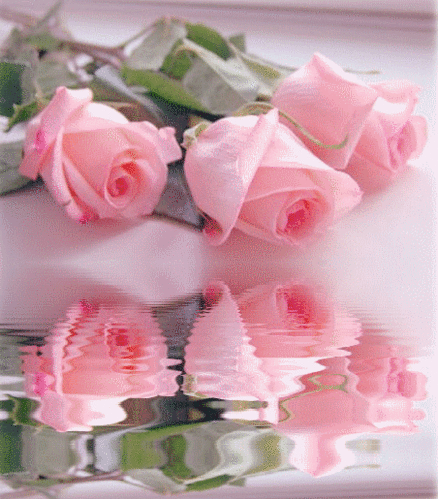 Анимированная открытка Розовые розы розовые розы