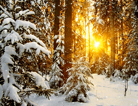 Анимированная открытка Снегопад в зимнем лесу.