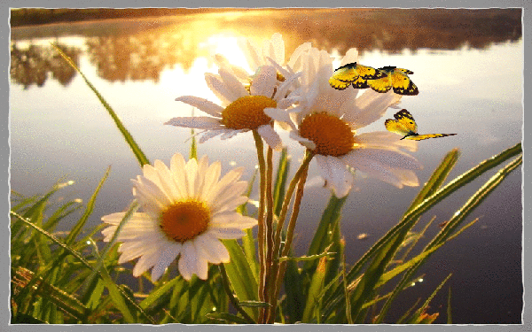 Анимированная открытка Бабочки на ромашках и речка