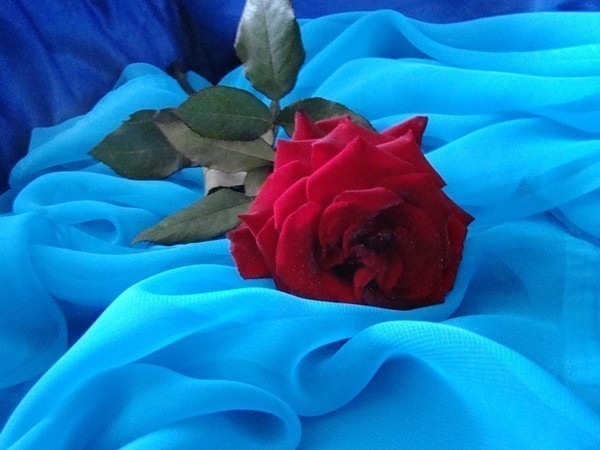 Открытка Красная роза на голубом фоне