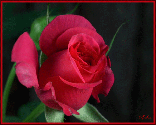 Анимированная открытка Роза роза распускается gif