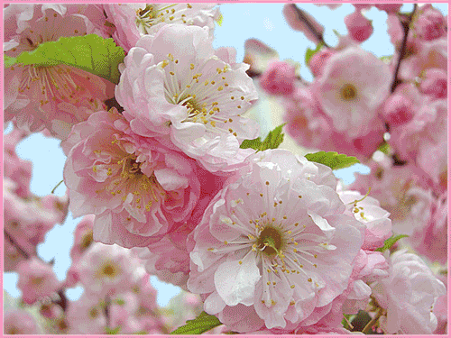 Анимированная открытка Весенние цветение деревьев и цвветов