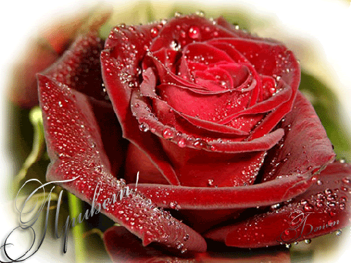 Анимированная открытка Привет! красные розы