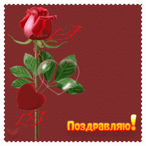Анимированная открытка Поздравляю! Поздравляю! с розой