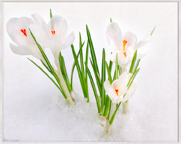Анимированная открытка Цветы цветы снег