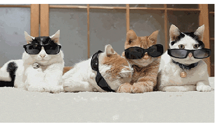 Анимированная открытка Кошки миллионов кошек