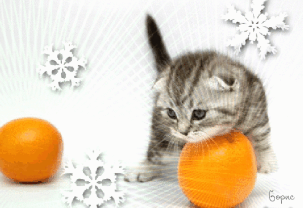 Анимированная открытка Котик с апельсинами и снежинками
