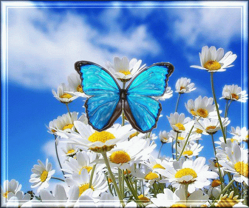 Анимированная открытка Бабочка в ромашках