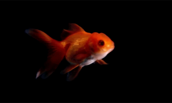 Анимированная открытка Золотая рыбка золотая рыбка gif