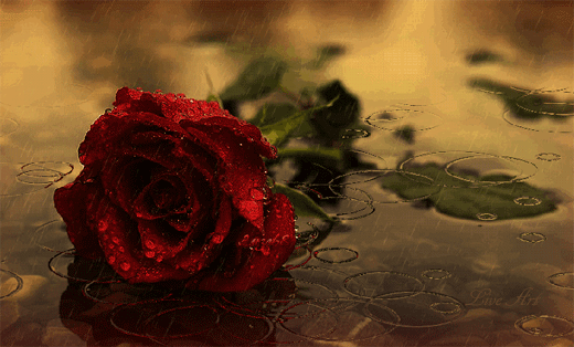 Анимированная открытка Красная роза