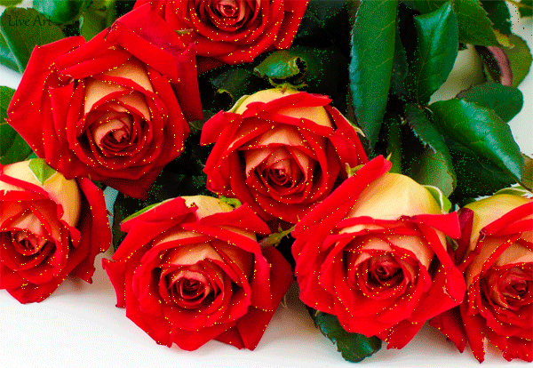 Анимированная открытка Розы роз на день рождения
