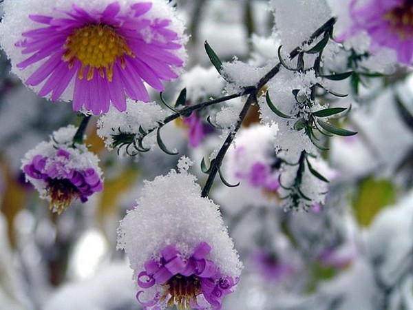 Открытка Цветы в снегу цветы под снегом