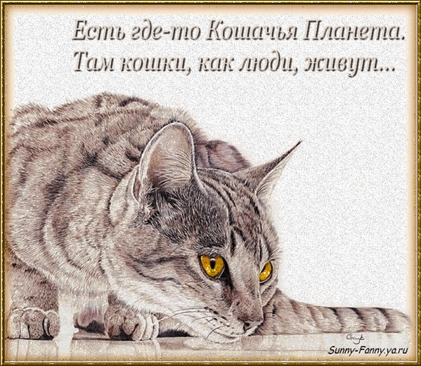 Анимированная открытка Есть где-то кошачья планета, там кошки, как люди живут