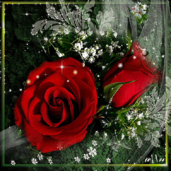 Анимированная открытка Роза самые красивые цветы