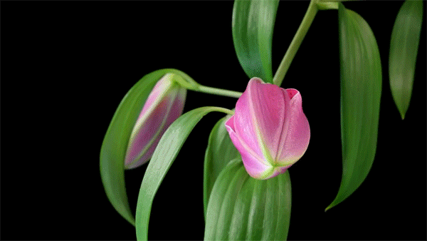 Анимированная открытка Цветок, орхидея