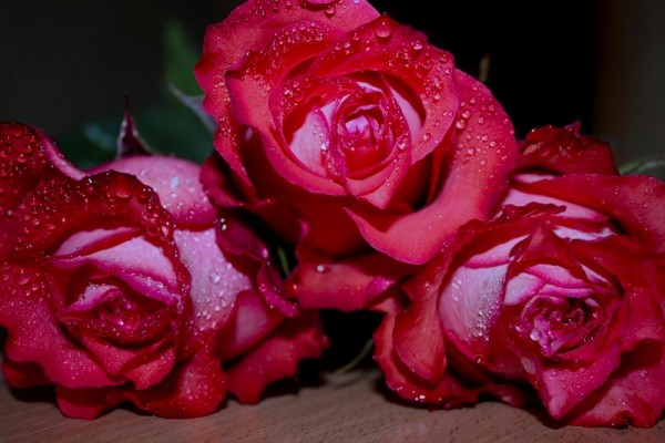 Открытка Красные розы очень красивые розы