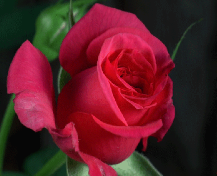 Анимированная открытка Роза Розы цветы