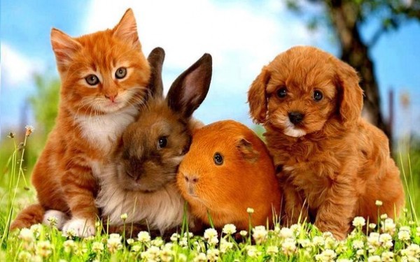 Открытка На зелёной лужайке четыре зверька: котенок, кролик, хомяк и щенок