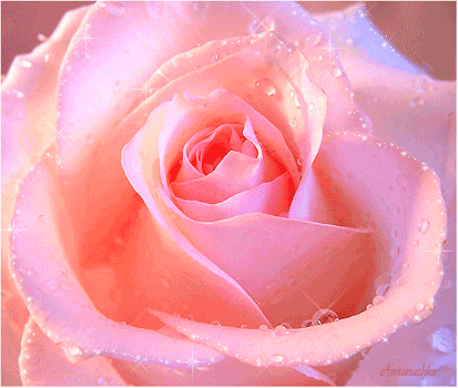 Анимированная открытка Роза цветы анимация