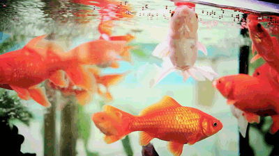 Анимированная открытка Рыбки мы просто две заблудшие души плавание