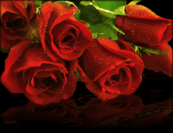 Анимированная открытка Красные розы в росе...