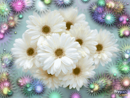 Анимированная открытка Цветы хризантемы белые