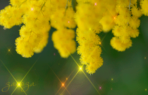 Анимированная открытка Заноза цветок акации