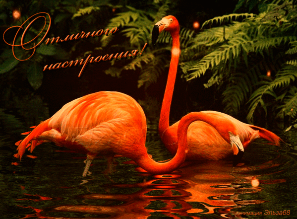 Анимированная открытка красивые фламинго