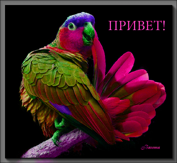 Анимированная открытка Привет птиц