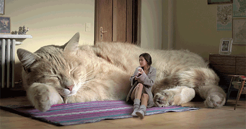 Анимированная открытка Девушка сидит на полу с чашкой чая, опираясь на огромного спящего кота